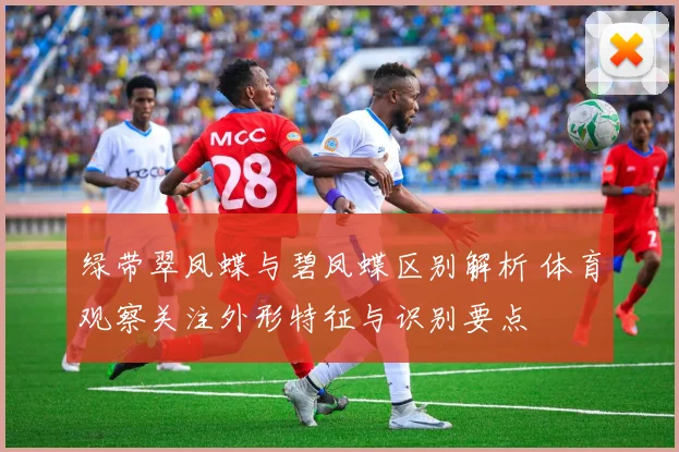 绿带翠凤蝶与碧凤蝶区别解析 体育观察关注外形特征与识别要点